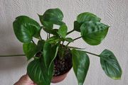 Homalomena emerald gem plant