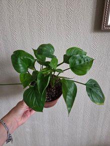 Homalomena emerald gem plant