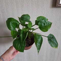 Homalomena emerald gem plant