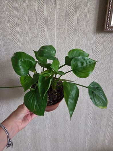 Homalomena emerald gem plant