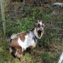 Pygmy goat Image 3