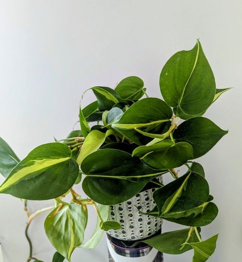 Philodendron Scandens Plant