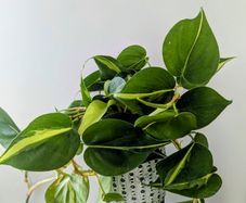 Philodendron Scandens Plant
