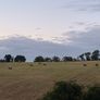 Quality hay in field Image 2