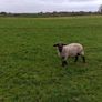 Suffolk Image 3