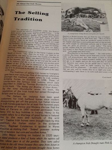 Our irish horses 1980's