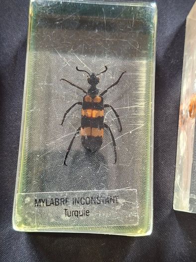 Genuine Collection of 15 Clear Resin Exotic Insects and Arachnids Price is for 1 only