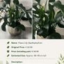 Premium Indoor plants with decorative pots Image 2