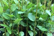Alnus glutinosa - Common Alder