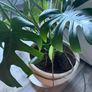 Monstera Image 6