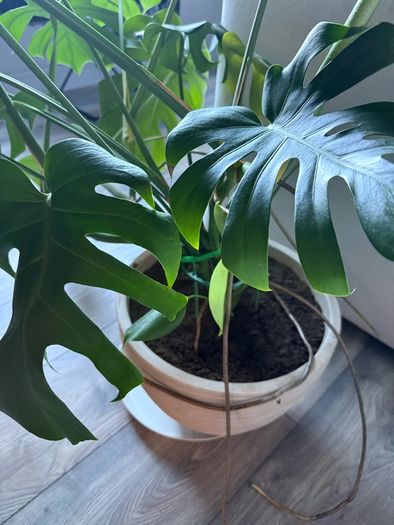Monstera