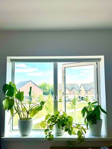 plants