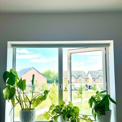 plants