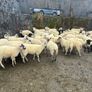 Hoggets - organic Image 2