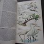 1987 "Field Guide To The Birds Of North America - National Geographic Society" Image 7