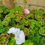 Trailing Basket Plants, Begonia Image 6