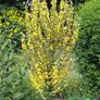 Verbascum Plants Image 3