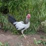 game rooster Image 3