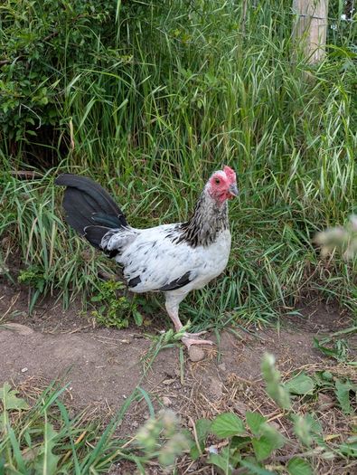 game rooster