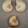 Fossilized prehistoric ammonites, ,With display box. Image 2