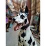 Great Dane Ceramic Floor Statue KAS1372 Image 2