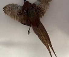 Pheasant Taxidermy