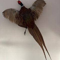 Pheasant Taxidermy