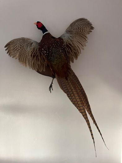 Pheasant Taxidermy