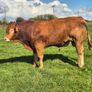 Limousin PBR Bulls Image 5