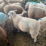 Ewe Lambs Image 4
