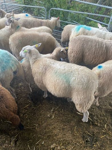Ewe Lambs