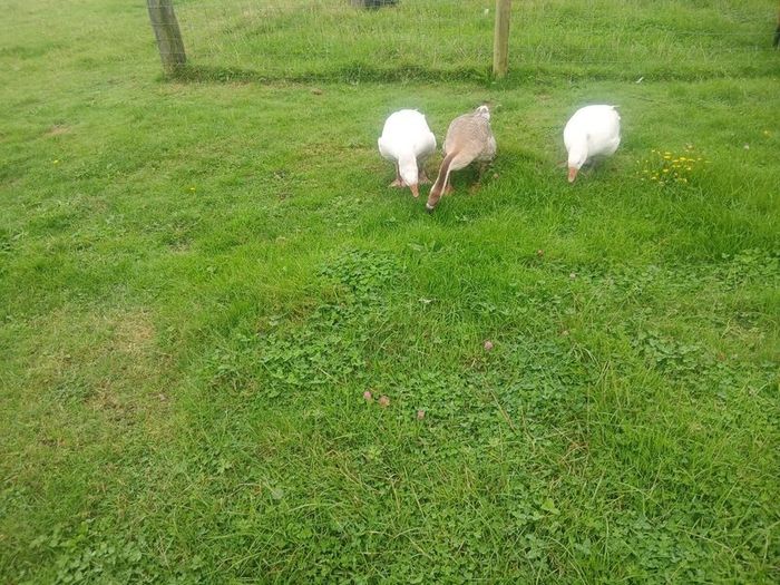 Geese