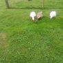 Geese Image 2