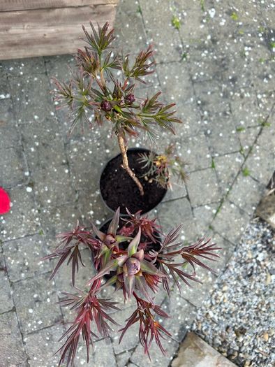 2 Peony Roses just about to flower
