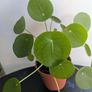 Pillea/ Chinese Money Plant Image 2