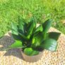 Sansevieria Hahnii in a grey pot Image 4