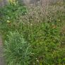 A wild garden Image 5