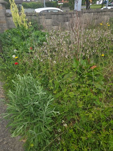 A wild garden