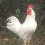Leghorn Roosters Image 3