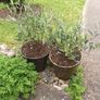 three olive trees two years old, includes pots. Image 3