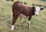 40 Hereford Bulls