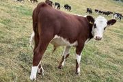 40 Hereford Bulls