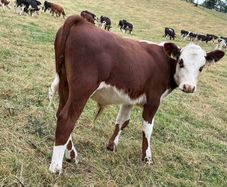 40 Hereford Bulls