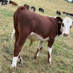 40 Hereford Bulls