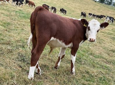 40 Hereford Bulls