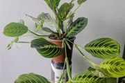 Marantha Lemon Lime Plant