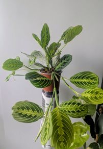 Marantha Lemon Lime Plant