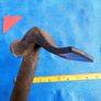 Leatherworker's / Cobbler's Hammer Image 3