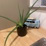 Aloe Vera plant Image 2