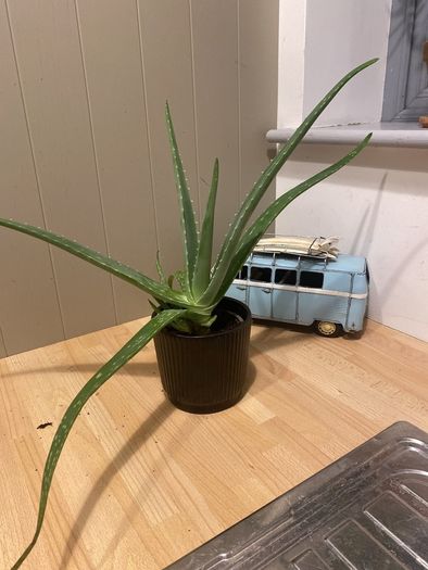 Aloe Vera plant